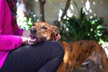 how dogs show each other affection